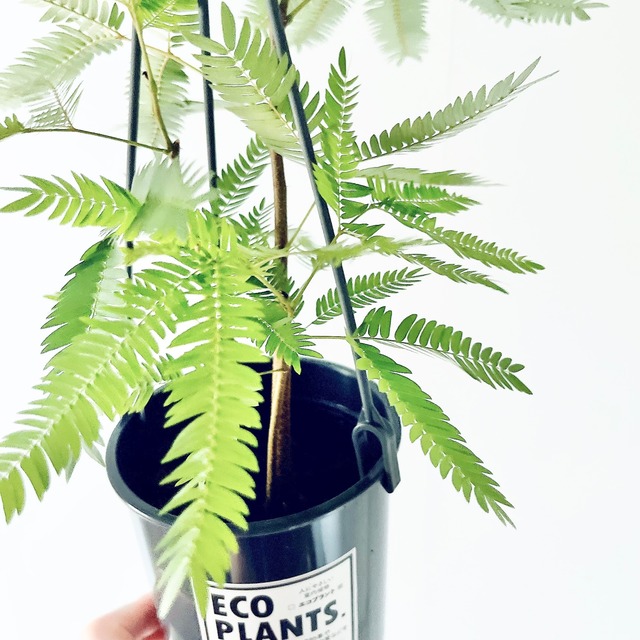 エバーフレッシュ ネムノキ 観葉植物 calm cafe