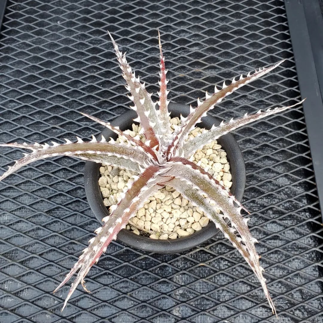 F00410_Dyckia 'Battle Axe'：ディッキア・バトルアクス（子株