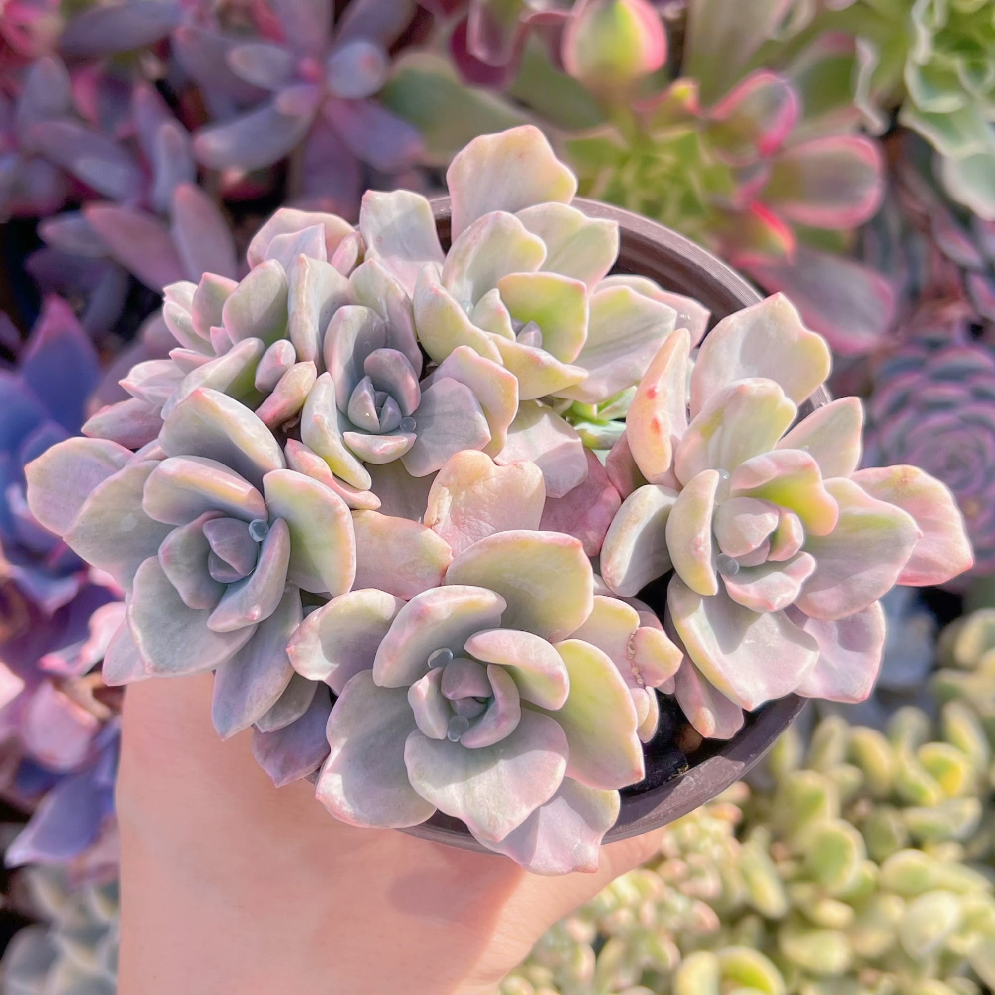 現品　リチャード錦#752　るる農園