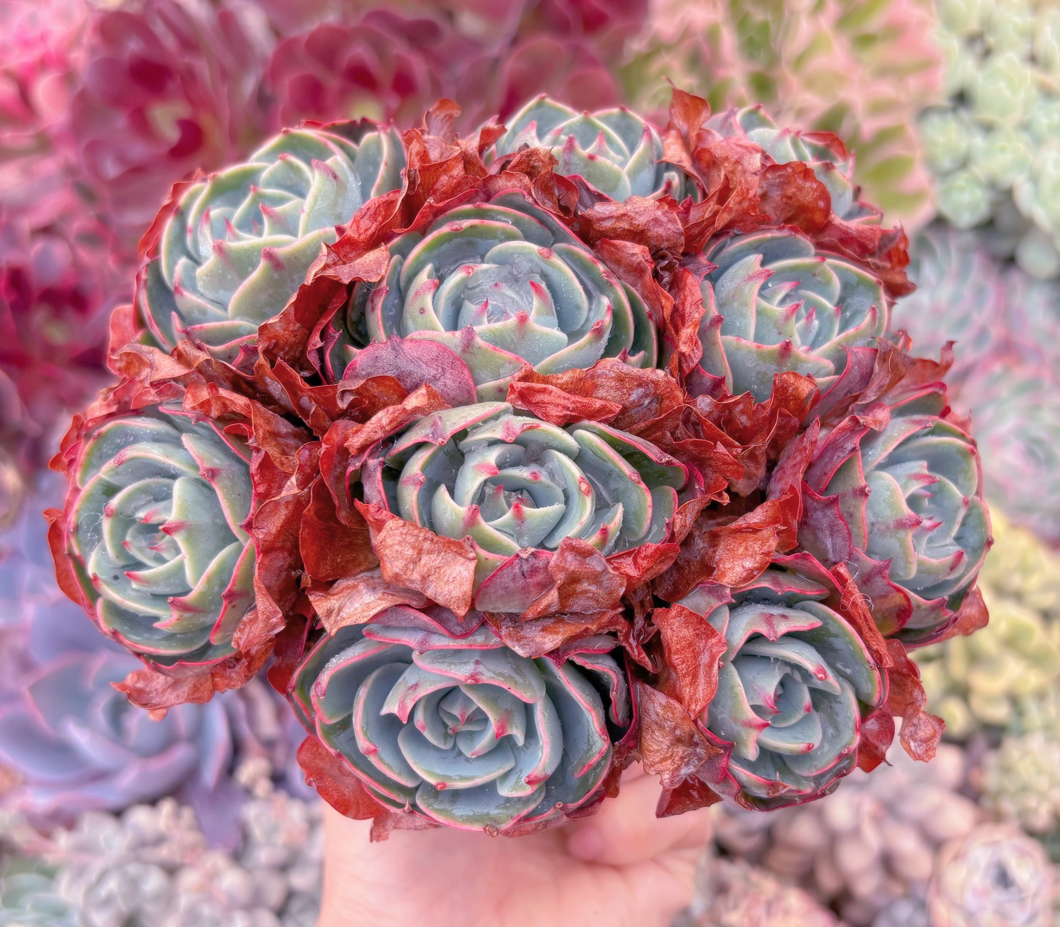 現品　アミスター#2002　大群生　るる農園