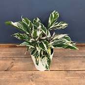 カラテア ホワイトフュージョン【914】