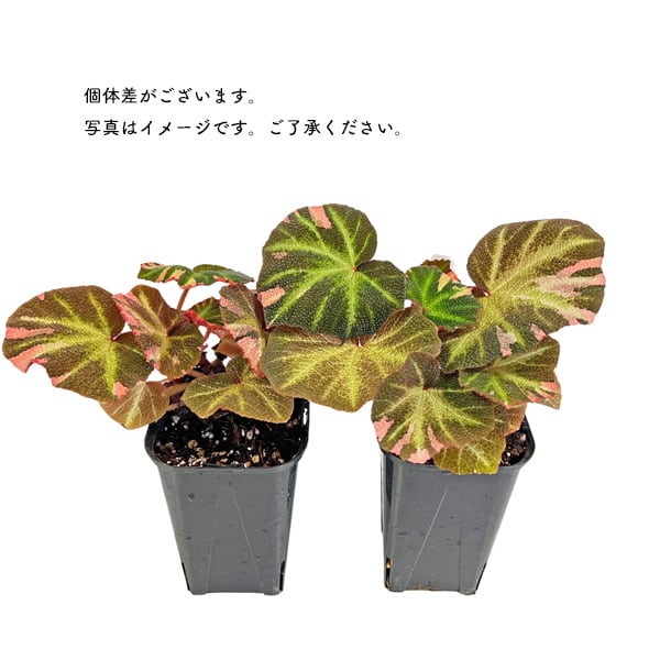 ピンク斑入り｜ベゴニア ソリ ムタータ｜親株サイズ ベゴニア ソリムタータ 斑入り 3.5号 ピンク斑 根茎性ベゴニア 希少