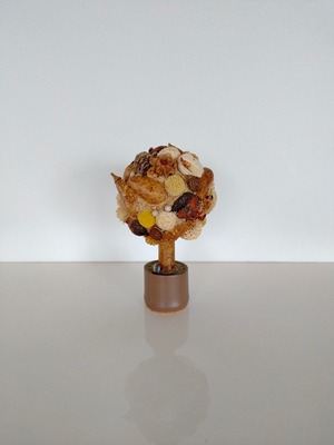 Rond “Fruit sec”