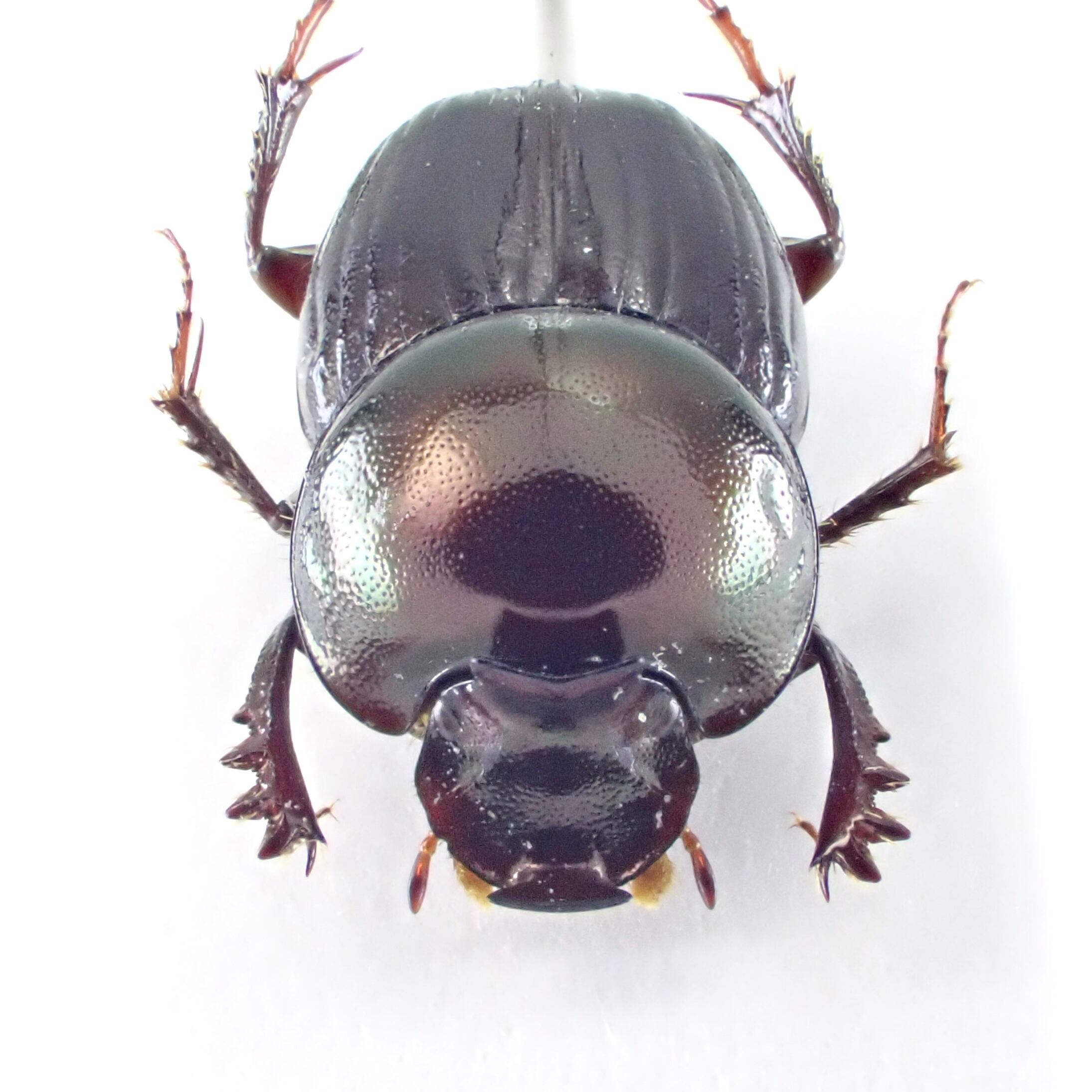 フランス領ギアナ産 Onthophagus xanthomerus ♂ 7.5mm | 昆虫標本