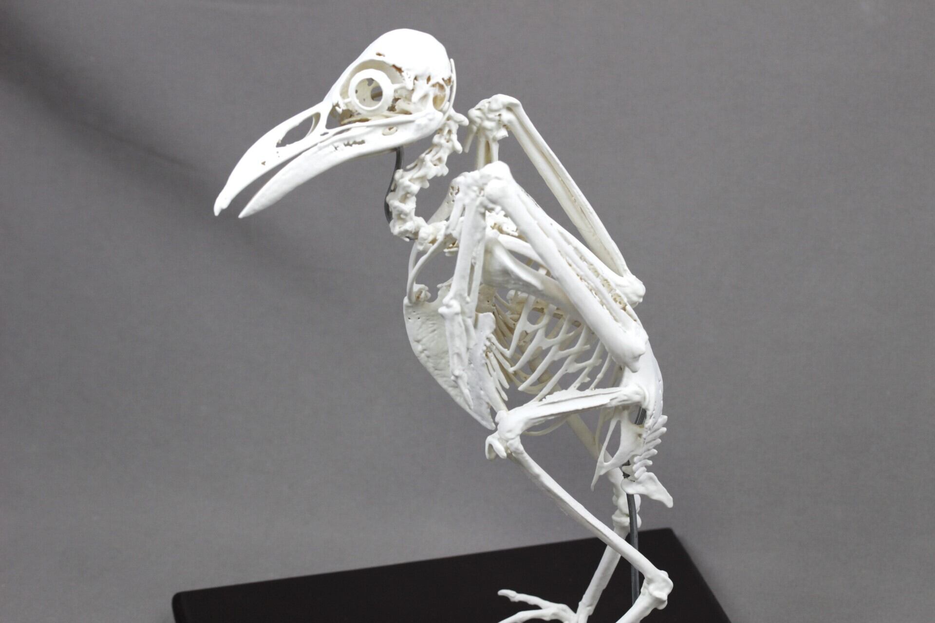 ムナジロガラス （Corvus albus）等倍全身骨格レプリカ | アンフィ合同会社