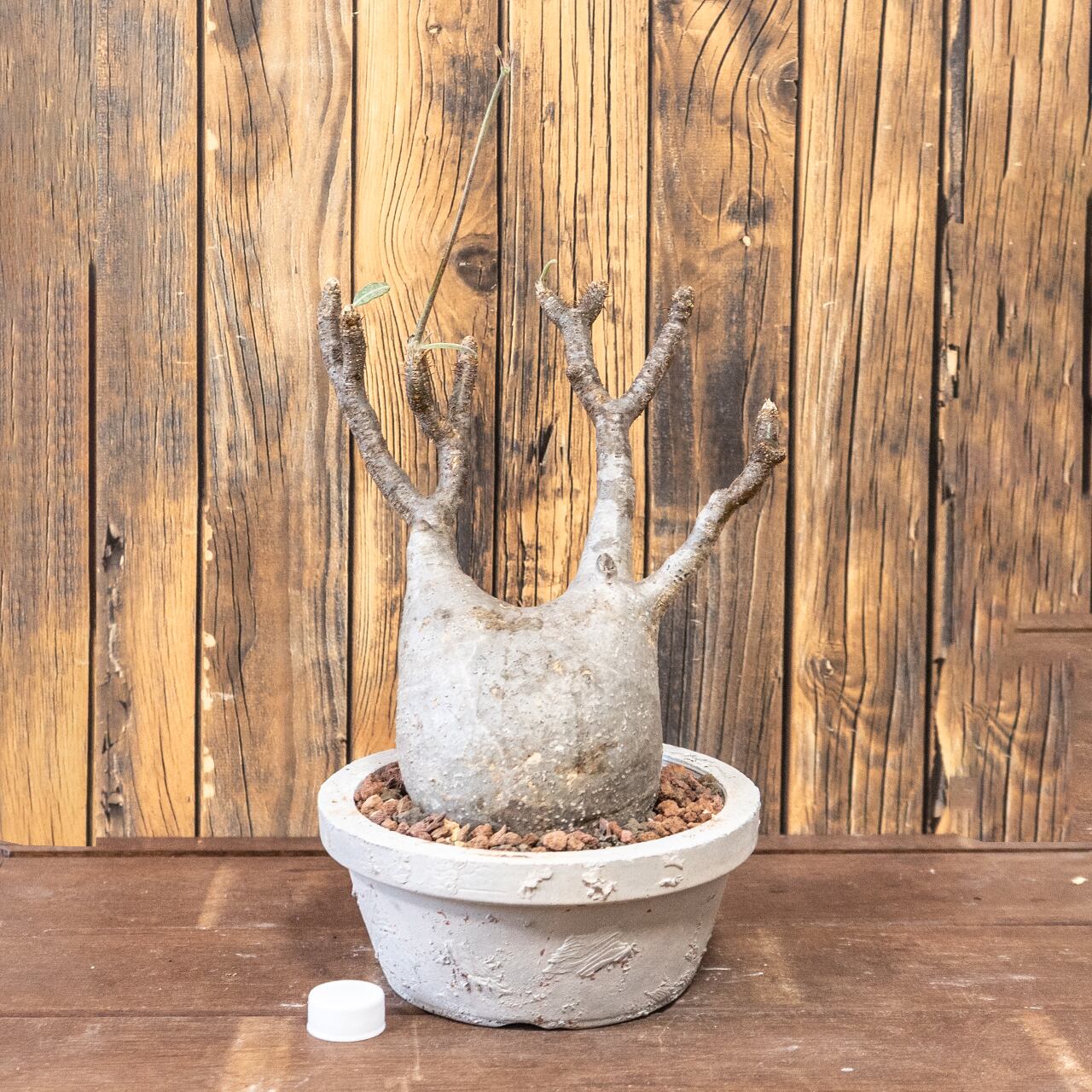 パキポディウム・グラキリス｜胴回り33cmの中型〜大型の現地球／動きと存在感ある枝ぶりが魅力【発根済×手作りモルタル鉢】