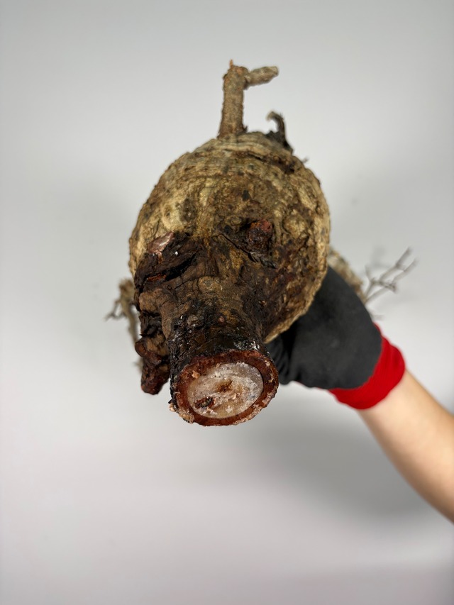 F162 現地発根株 オペルクリカリア パキプス 6/15 入荷 Operculicarya pachypus 塊根植物 現地球