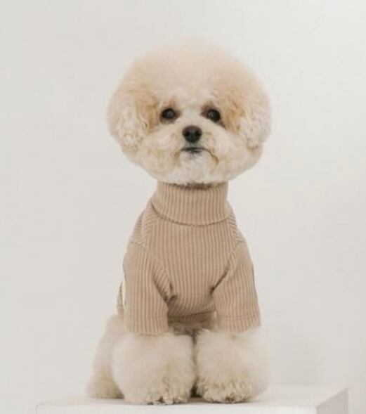 ドッグ 犬 小型犬 ドッグウェア 室内着 セーター スリム ストレート 襟付き 袖付き ベーシック かわいい きれいめ シンプル カジュアル おしゃれ かっこいい レトロ ラフ ボーイッシュ ルーズ 個性的 クール モダン かっちり キュート 都会的 クラシカル 学生風 ベーシック プレッピー シンプル 無地 オールシーズン 男の子 女の子 成犬 スクール デート お出かけ お泊まり パーティー イベント リゾート 旅行 レストラン 休日 ガーデン レストラン ショッピング カフェ 室内 お揃い コーデ