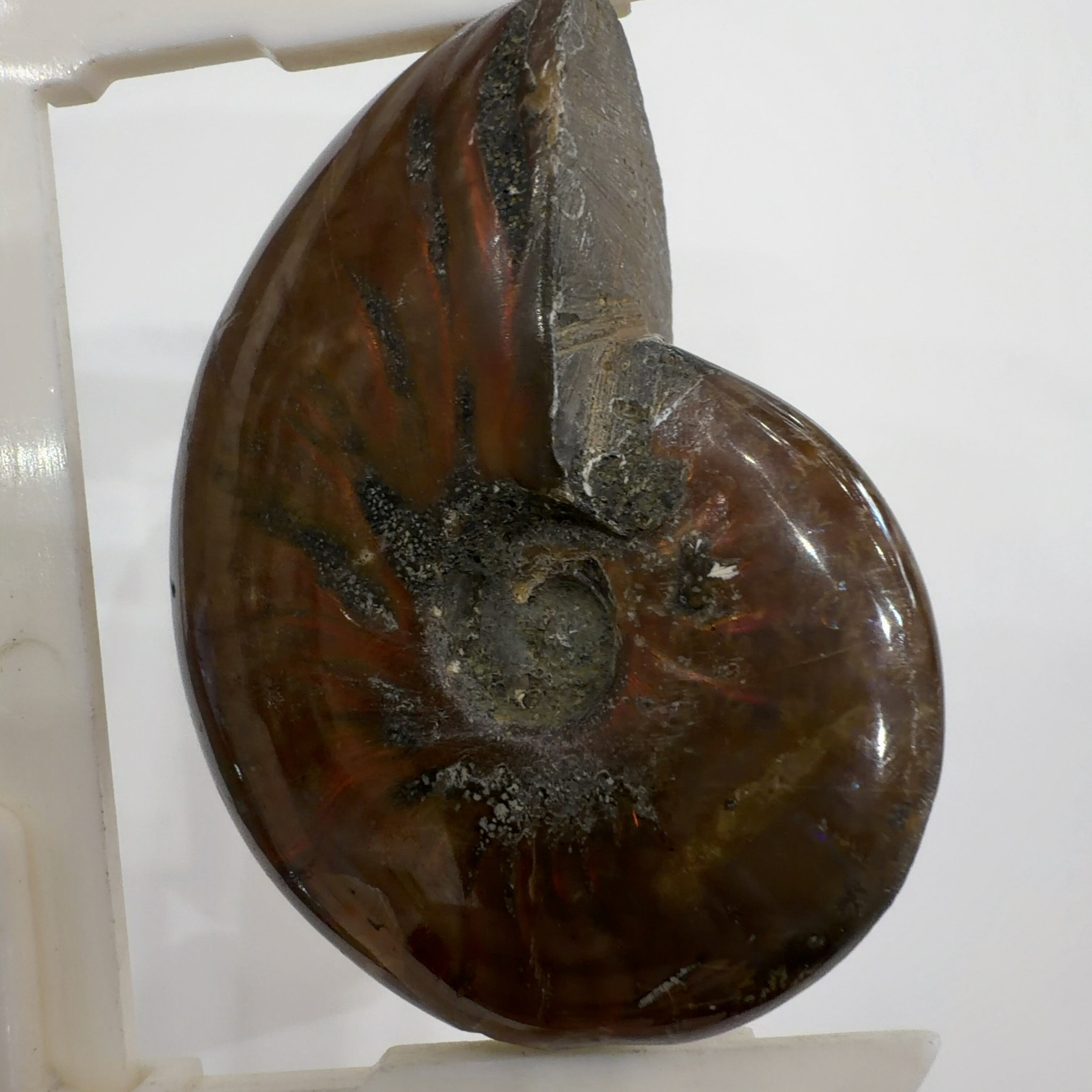 E28205】レッドファイヤーアンモナイト 化石 クリオニセラス