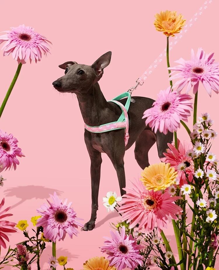 【VETRESKA】フローラハーネスリードセット