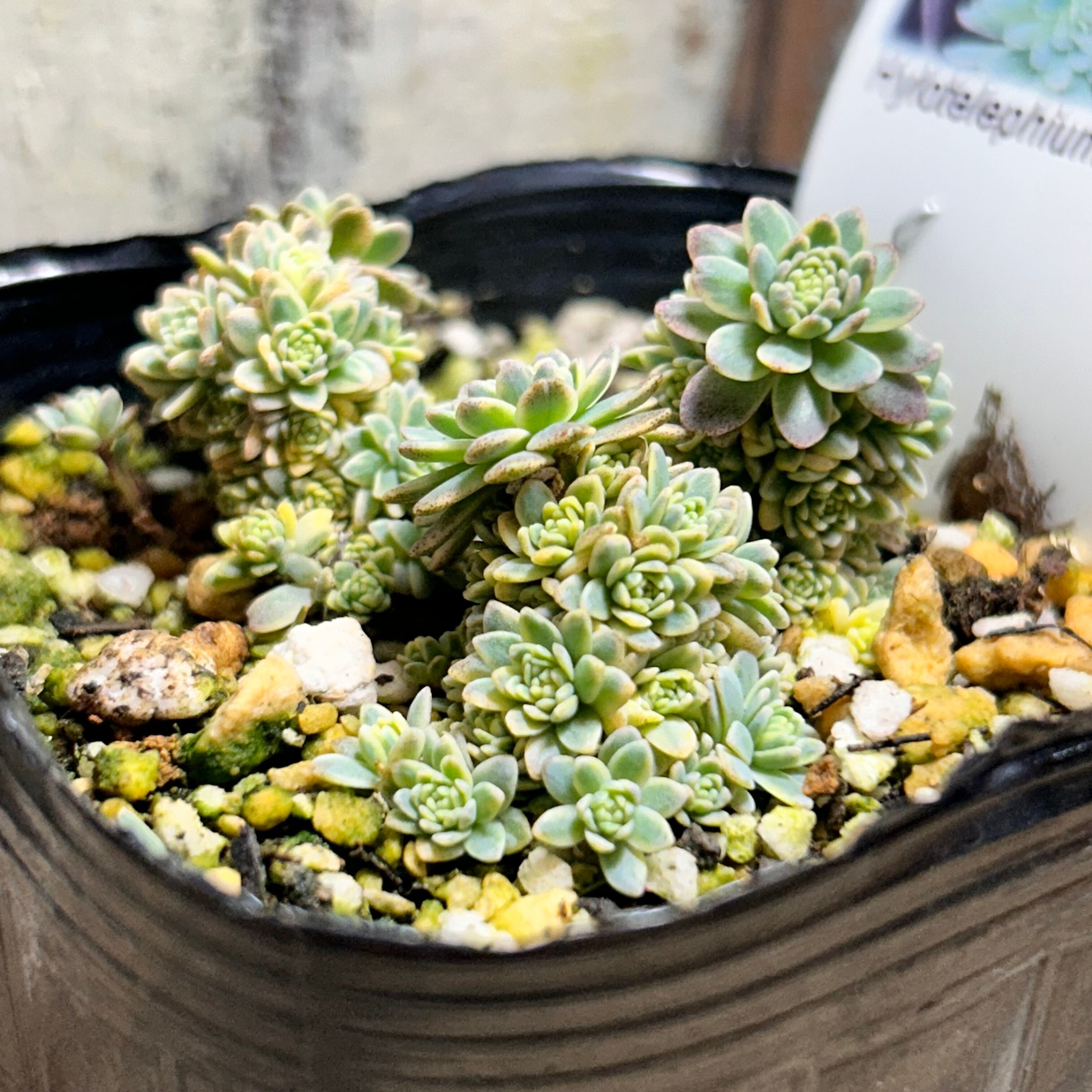 斑入りタカスソウ(限定1点) | RuPo 多肉植物専門店