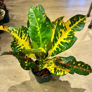 【現品】タイ直輸入 クロトン Nepal 26-1｜大型イエローリーフ