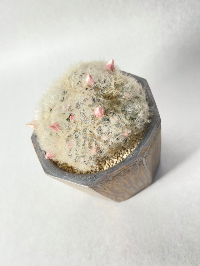 マミラリア・赤花白星