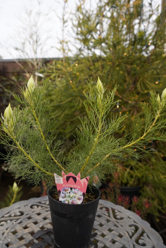 ジョーイセルリア　ブラッシングブライド①