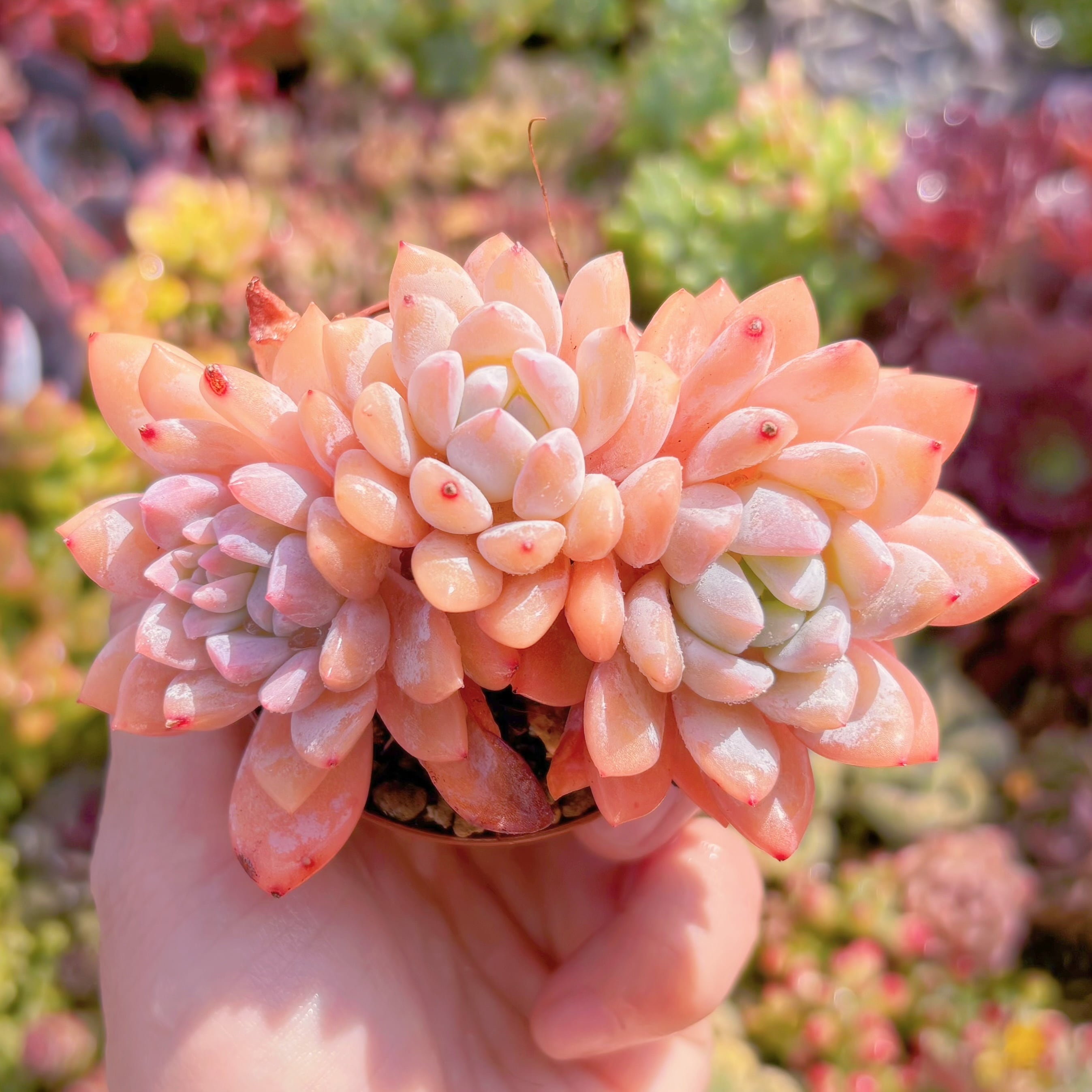 現品　夢の雪#F208　群生　るる農園