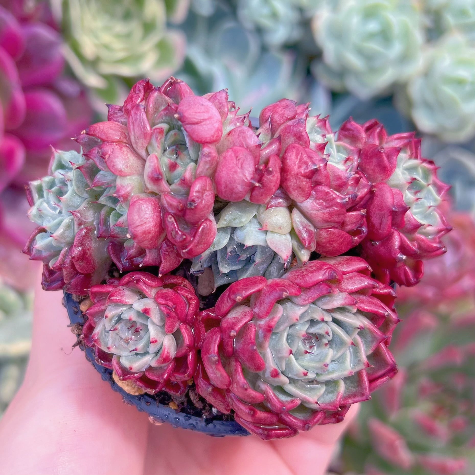 現品　沙羅姫牡丹sp#F210　群生　るる農園