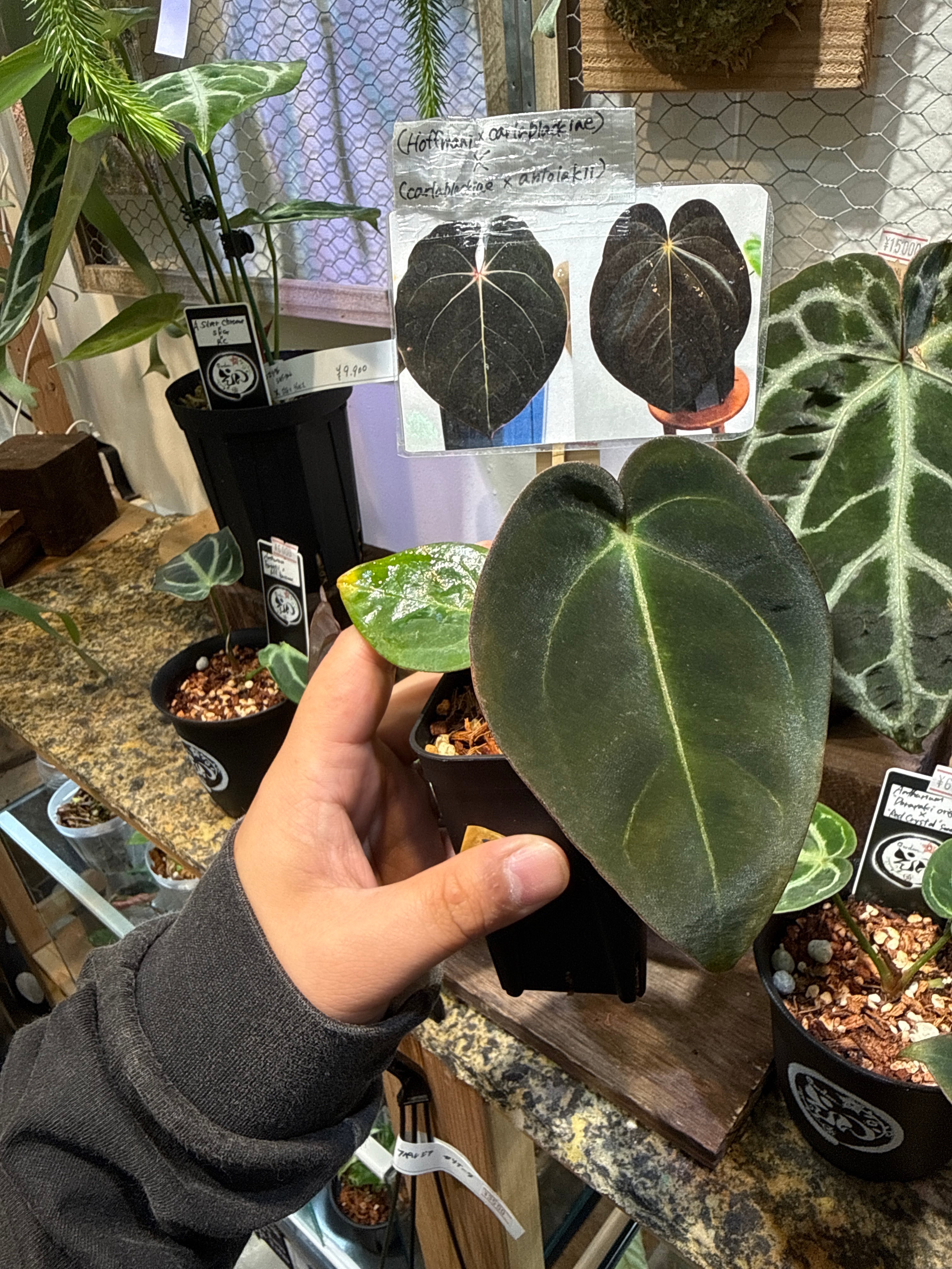 アロカシア ヘテロフィラ 'metallic blue' | Gardenえん 【観葉熱帯植物】