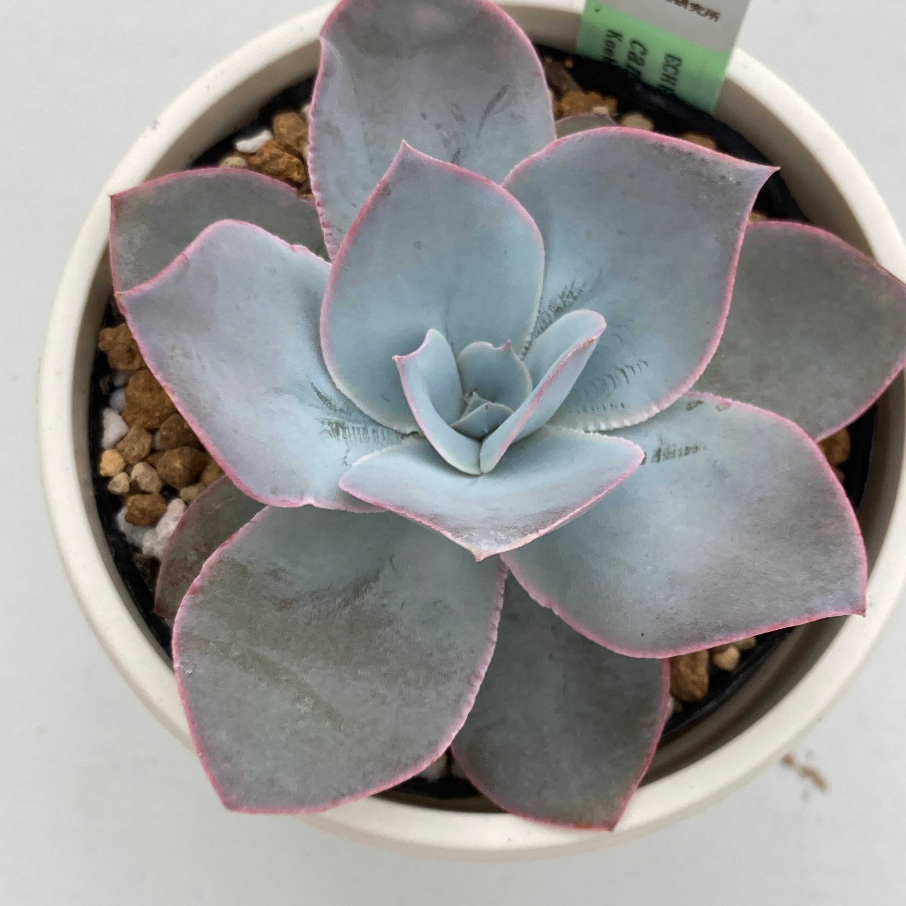 現物商品】ECHEVERIA cante,Fresnillo 原種 実生苗 2.5号サイズ | 多肉