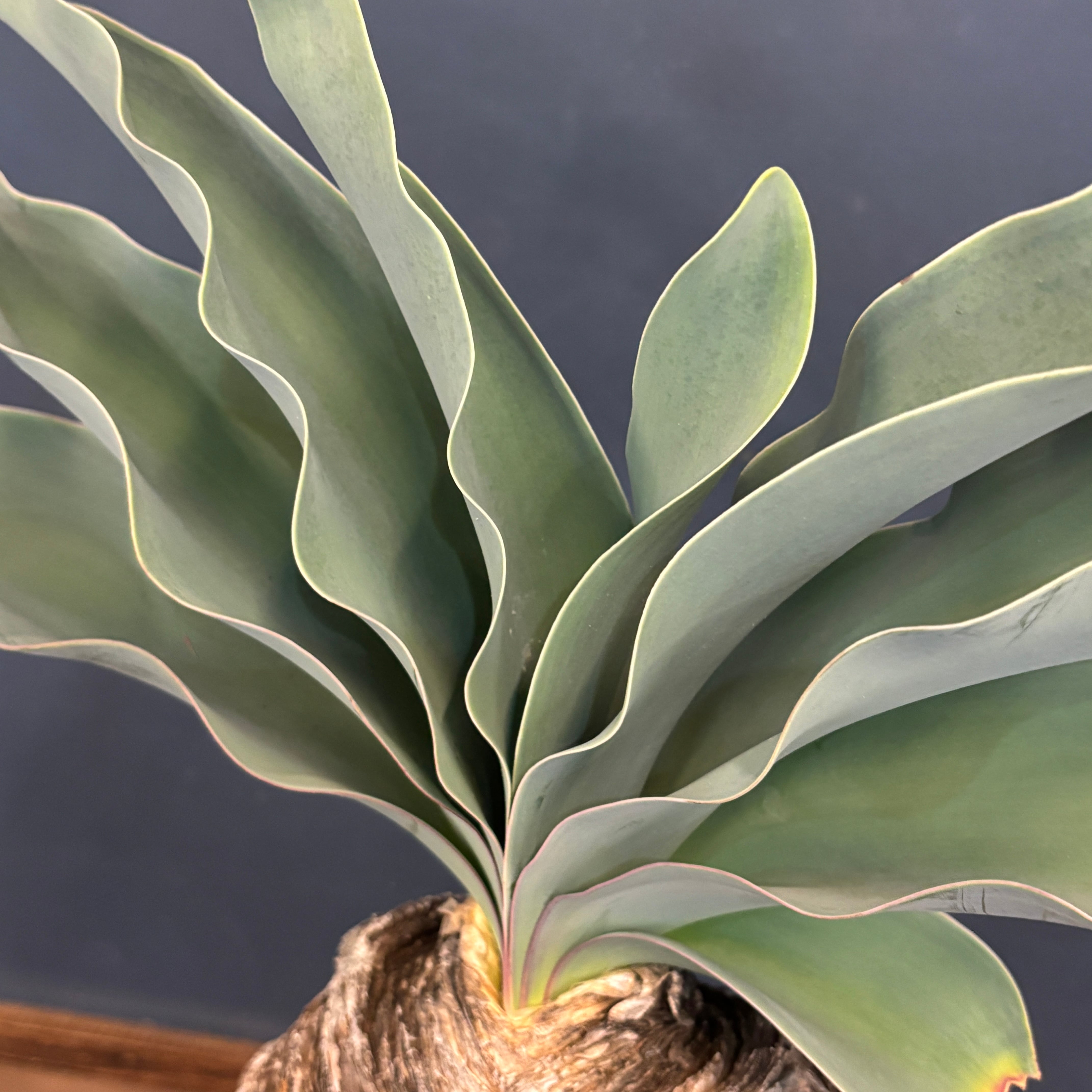 ブーファン ハエマンソイデス【771】 | PROTOLEAF プロトリーフ