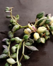 発根済カット苗 斑入りグリーンネックレス 追加アクセント用 Senecio rowleyanus f.varieagata