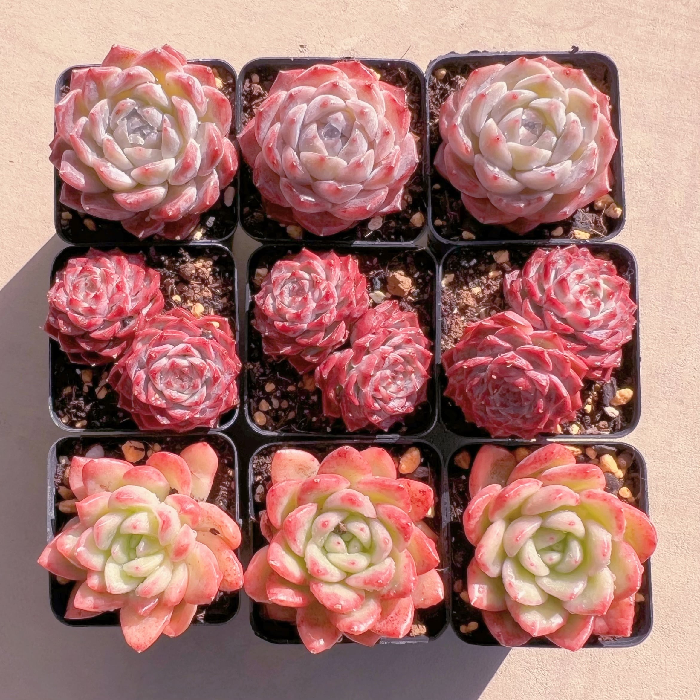 BASE販売会セットH