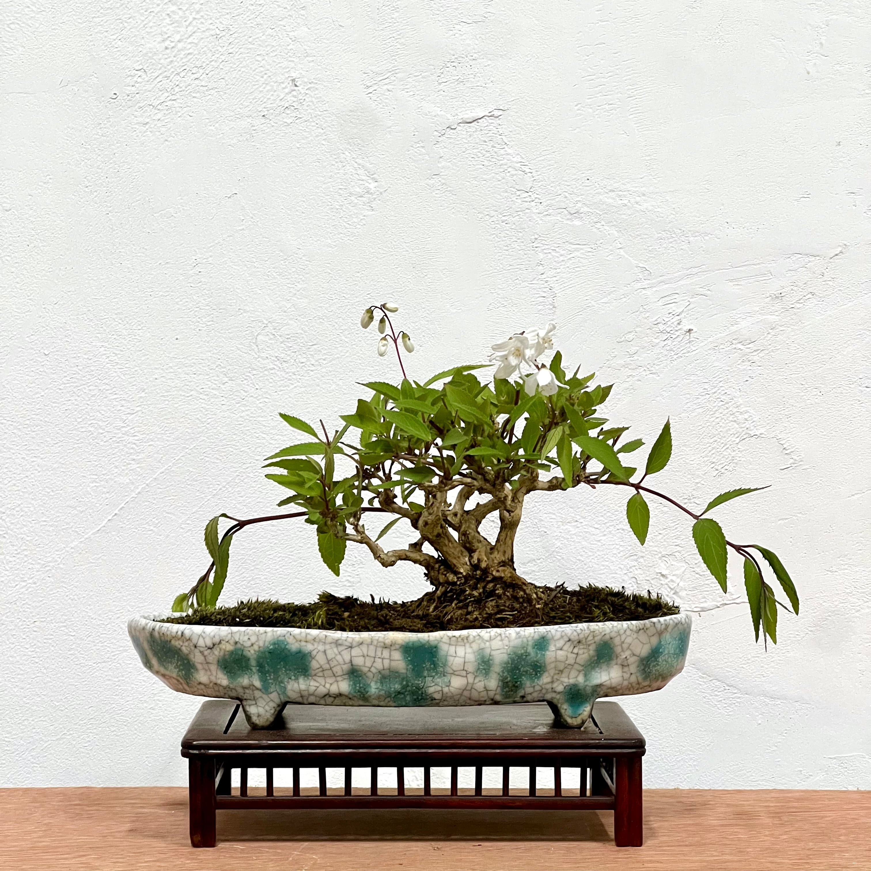 ミニ盆栽 イチョウ | BONSAI Labo ウエブショップ
