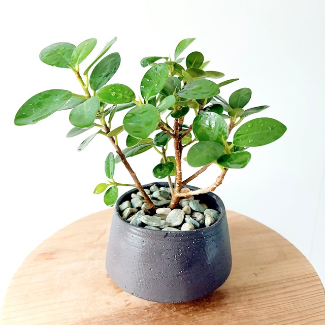 サンスベリア ディギトラタ 観葉植物 calm cafe