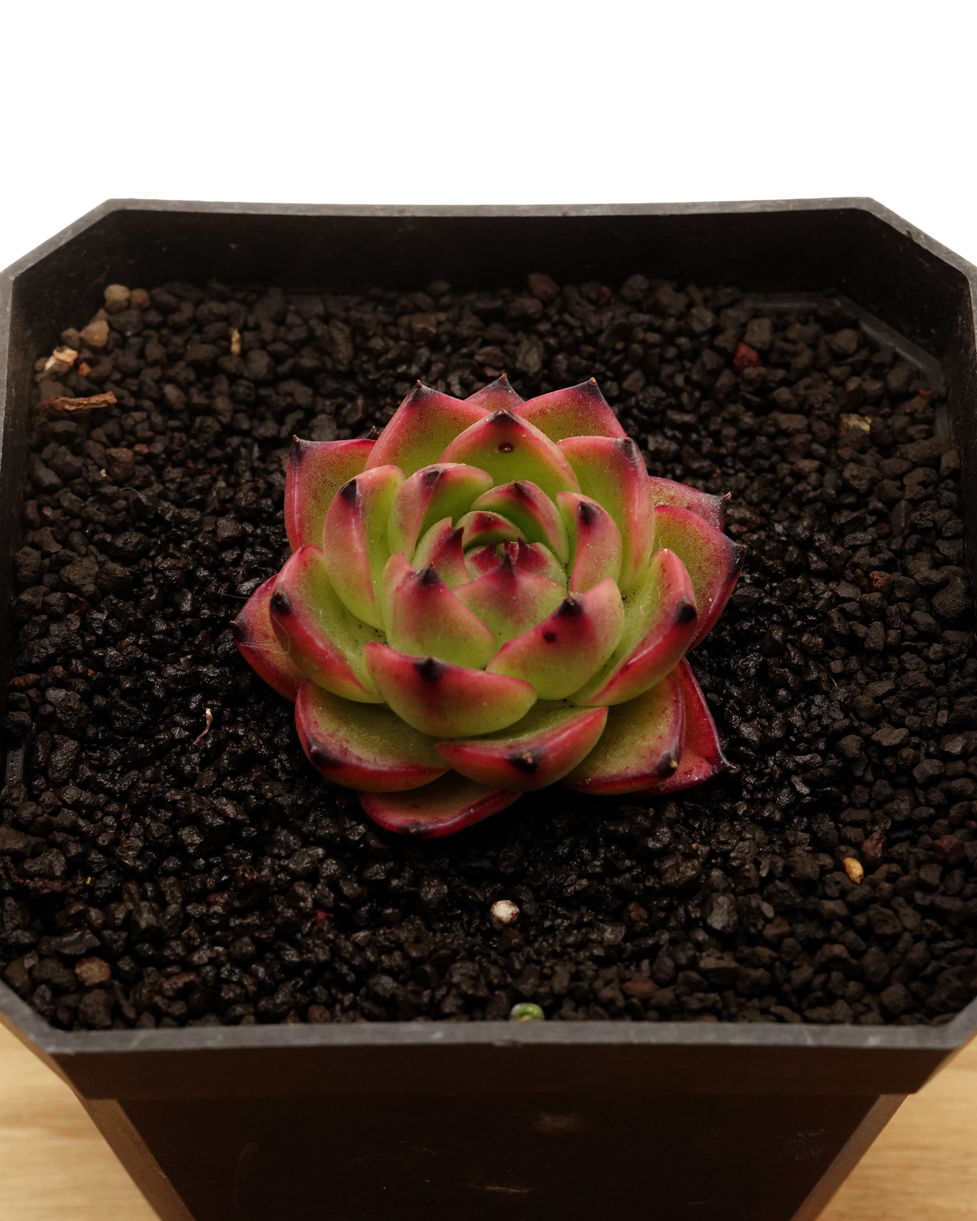抜き苗 ダドレア グノマ Dudleya gnoma | PUKUBOOK SUCCULENTS