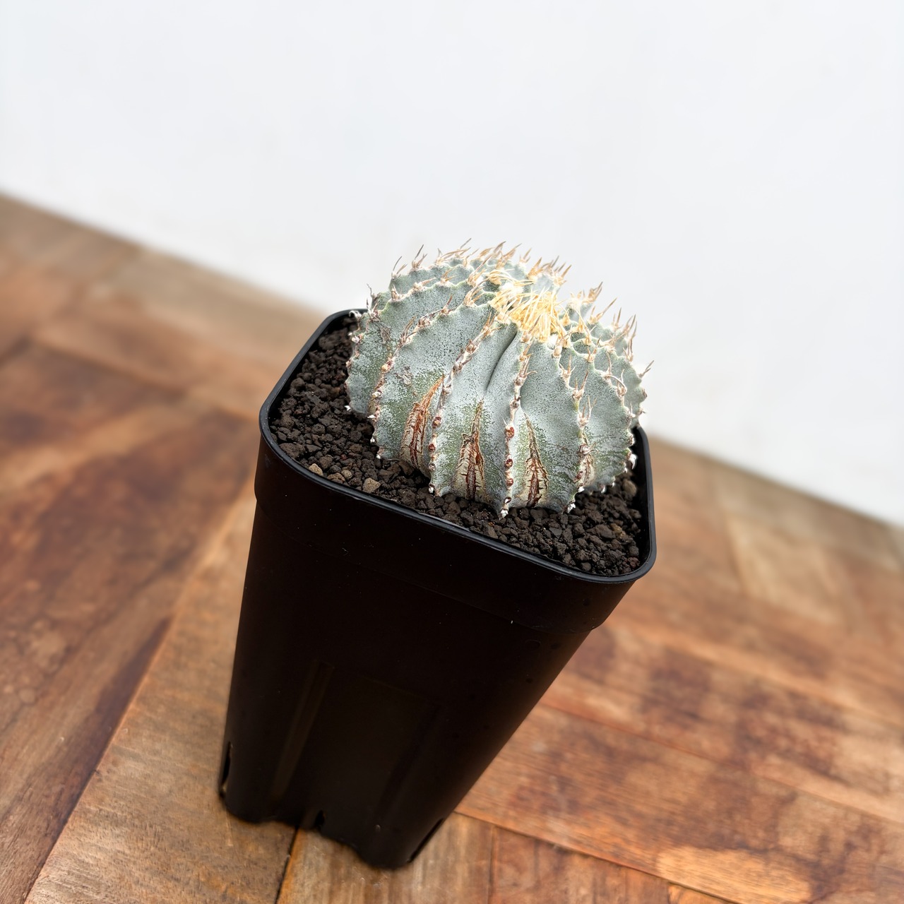 Geohintonia mexicana【ゲオヒントニア・メキシカーナ】