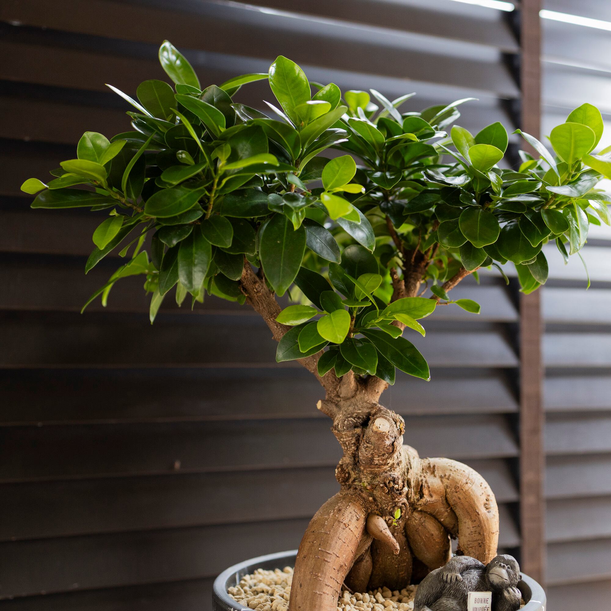 ガジュマル はなのまめ / ガジュマル4号鉢（Ficus microcarpa)＊白陶器鉢（受け皿