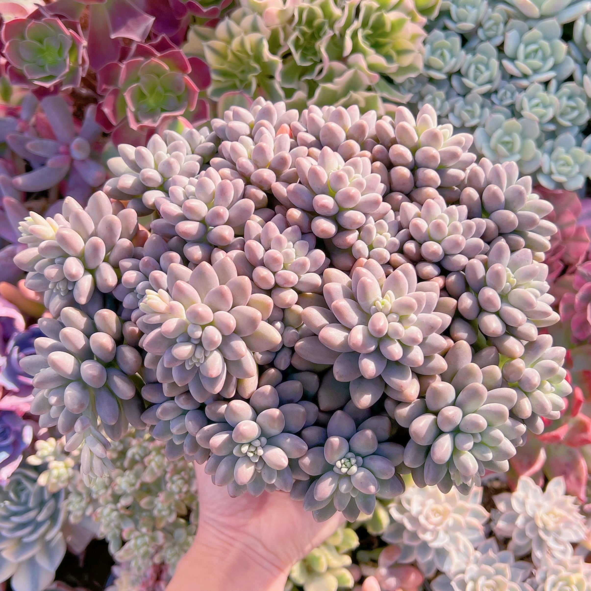 現品　エクスパトリマータxクレムネリア#249   特特大群生20cm以上　るる農園