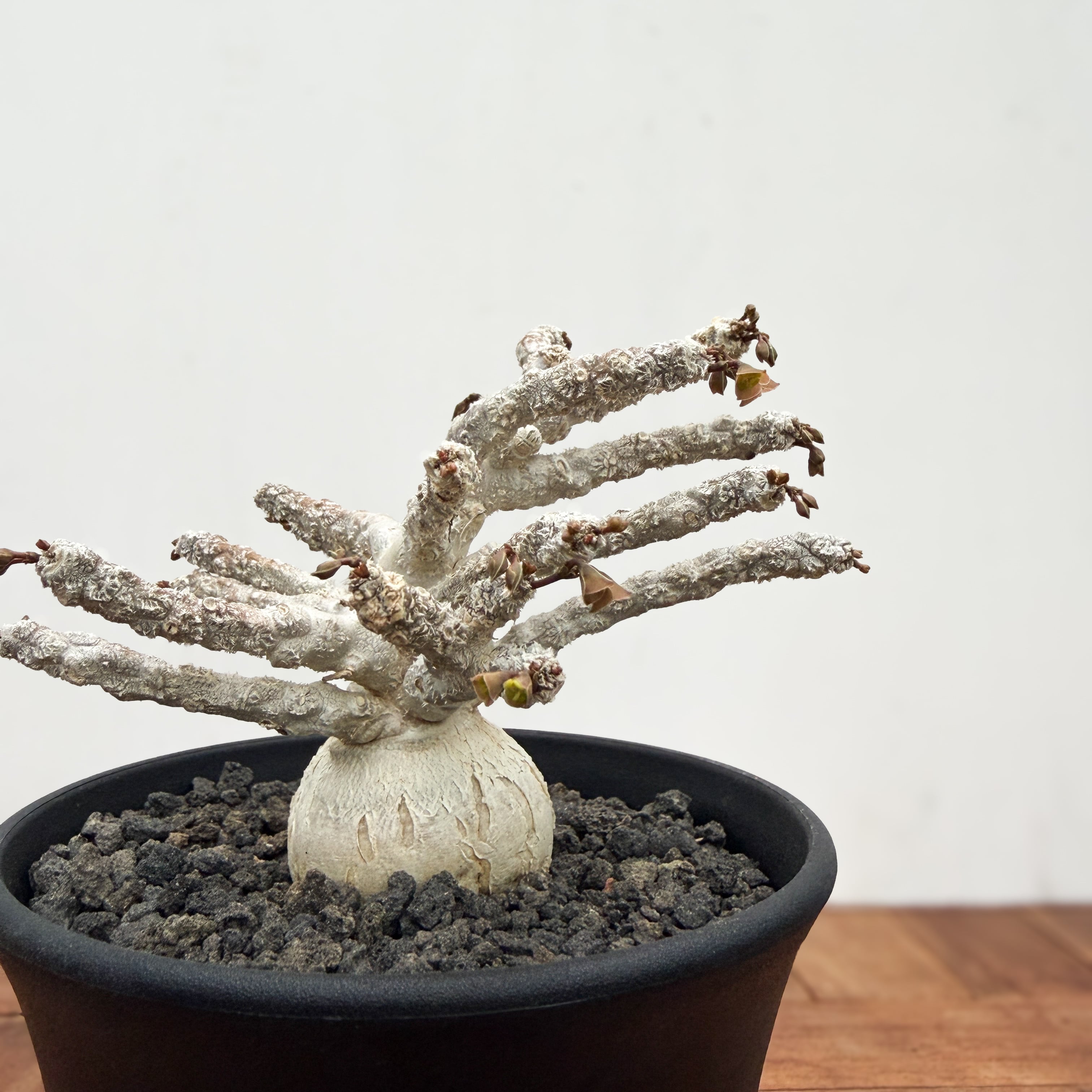 Euphorbia ambovombensis【ユーフォルビア・アンボボンベンシス