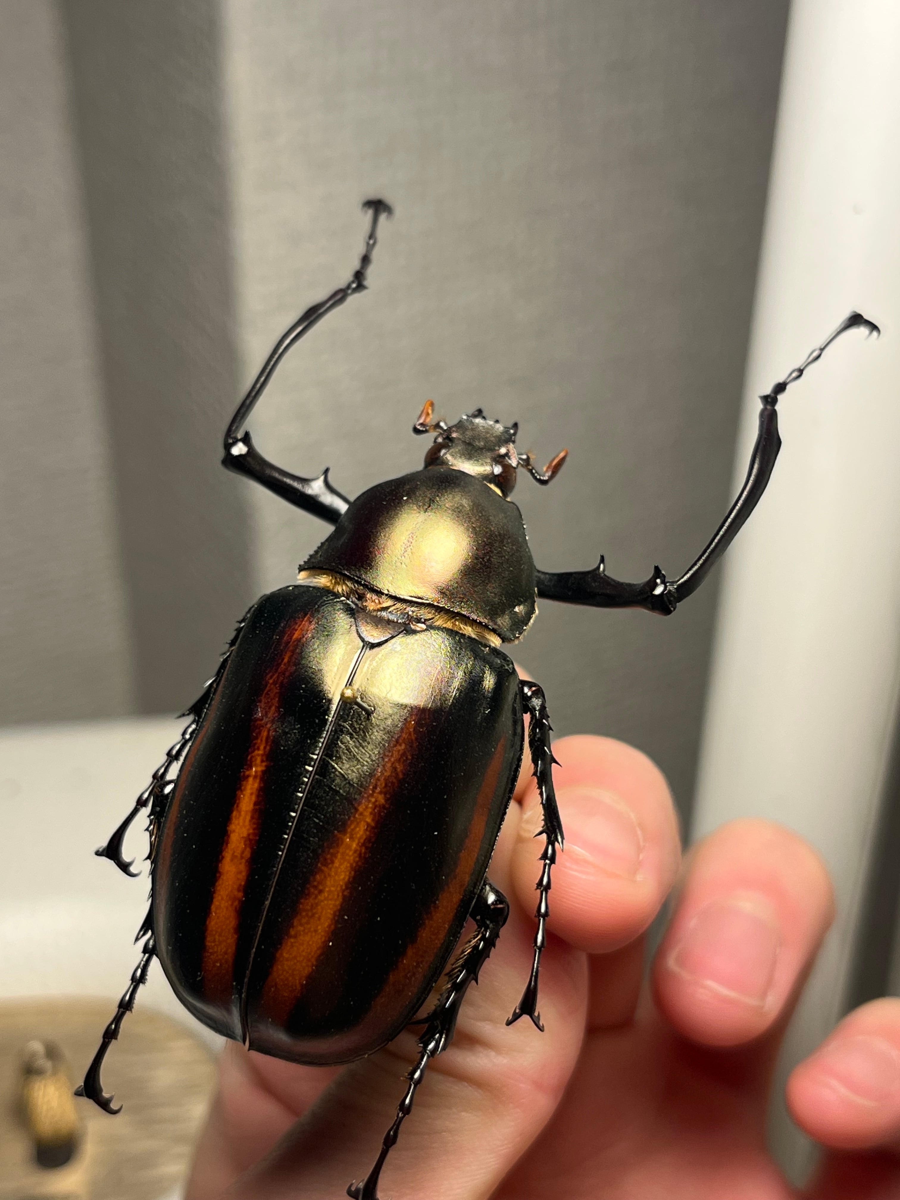 手長黄金最高峰】セスジドウナガテナガコガネ ♂標本 プラチナコガネ