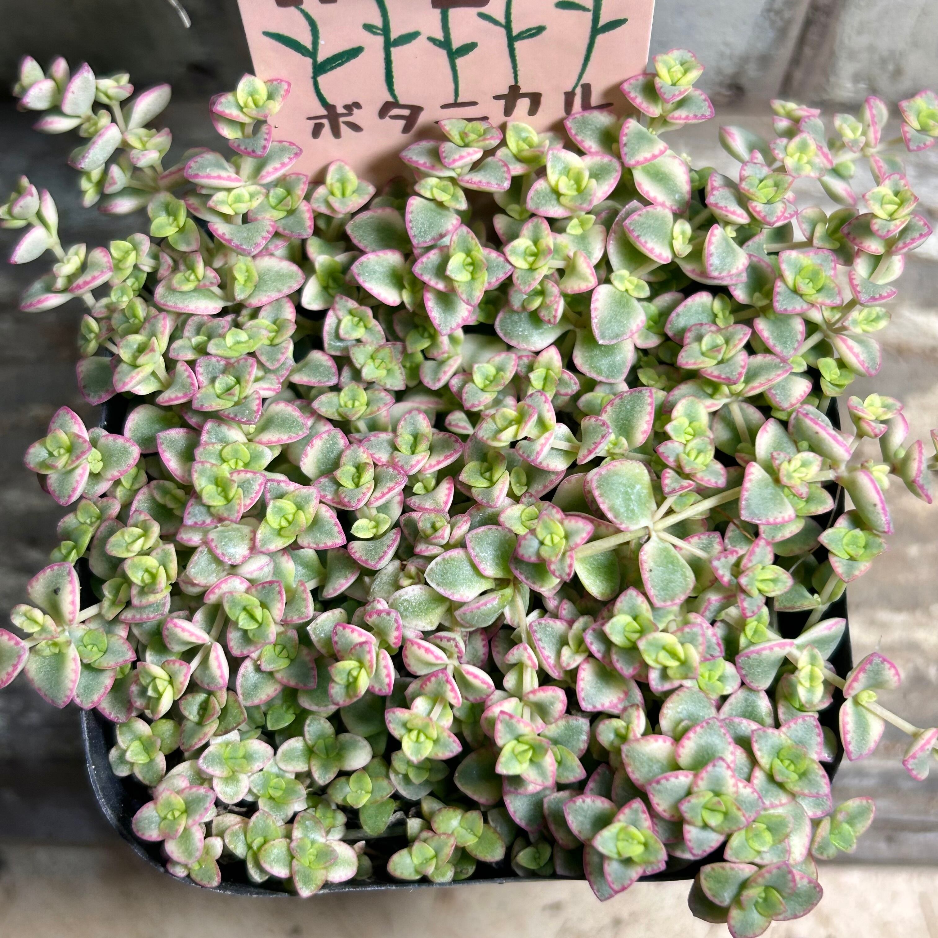 コーニッシュトリビュート アエオニウム | RuPo 多肉植物専門店