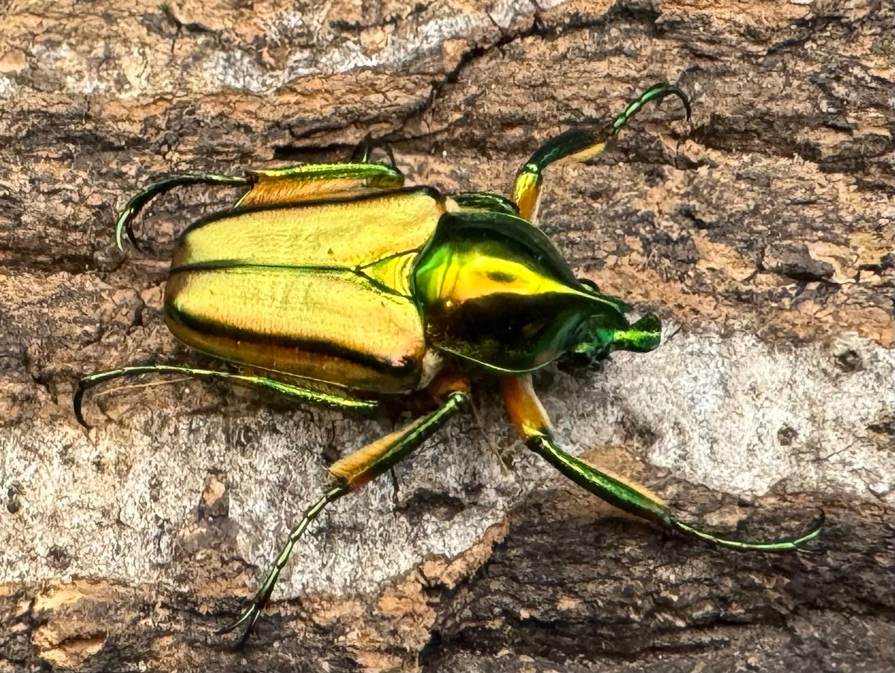 【WD】《ルマウィンヒメカブトハナムグリ ペア》