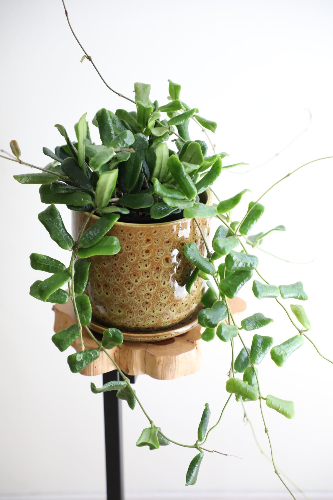 Hoya ロッツンディフォリア Hoya ロッツンディフォリア - メルカリ