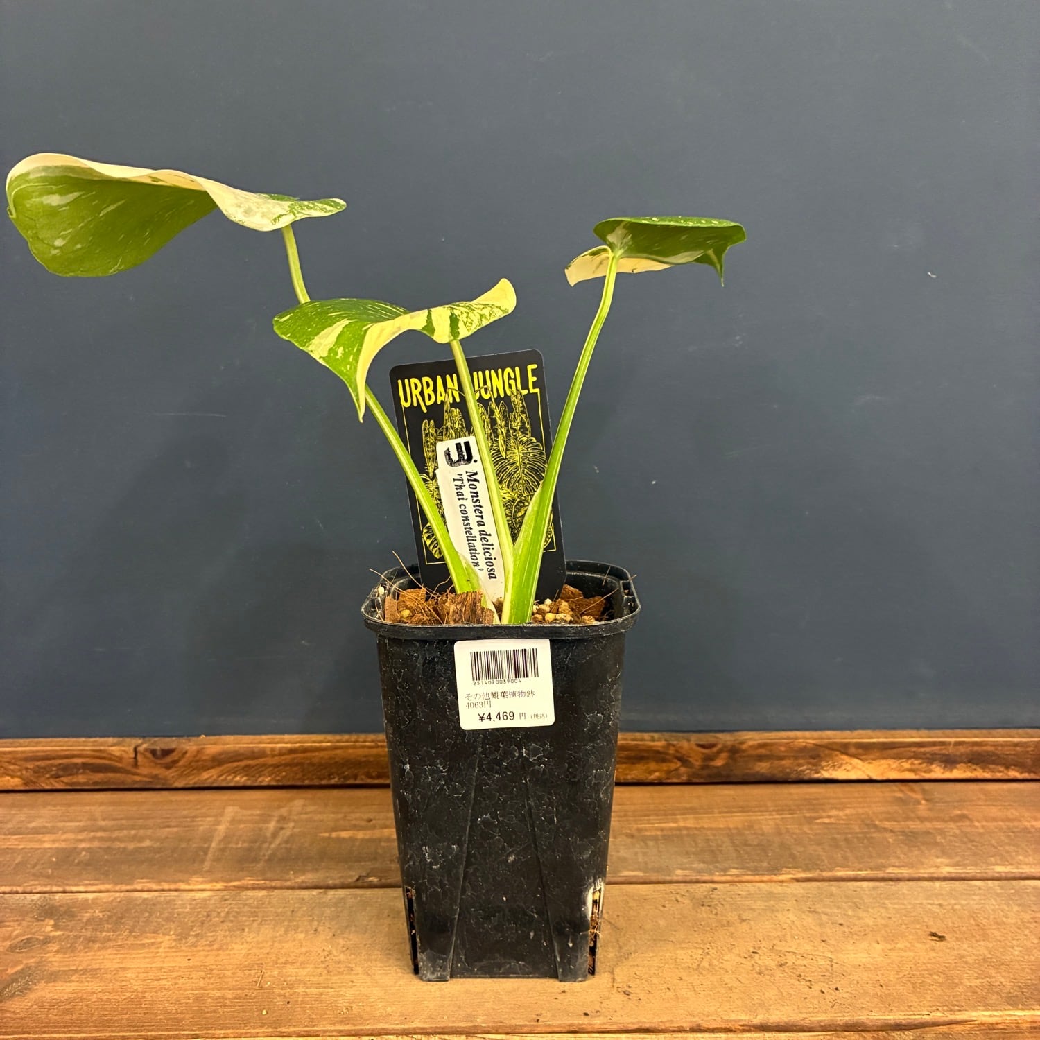 観葉植物 | PROTOLEAF プロトリーフ