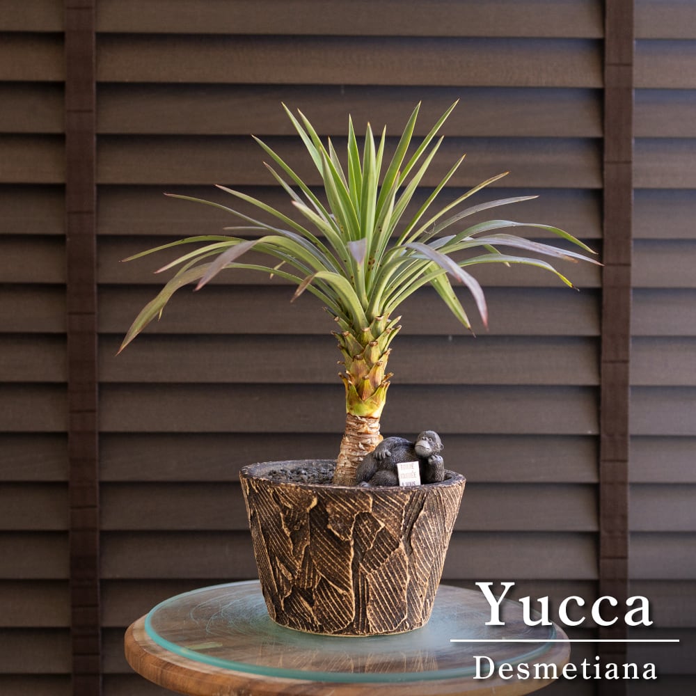 ユッカ デスメティアーナ Yucca Desmetiana 信楽焼 5号 陶器鉢 0530BR