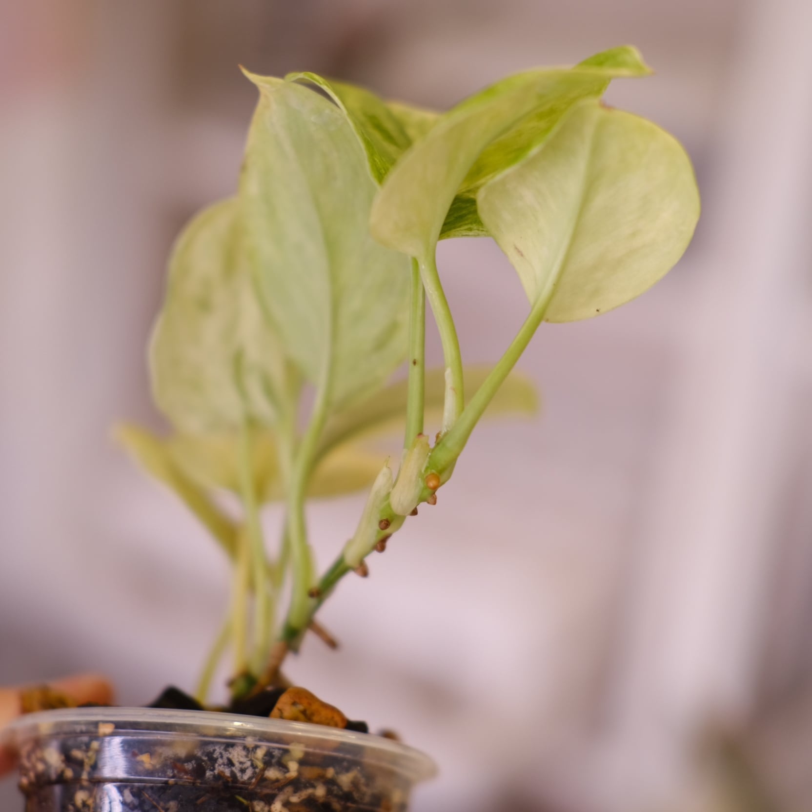 その他観葉植物 scindapsus JJB scindapsus JJB