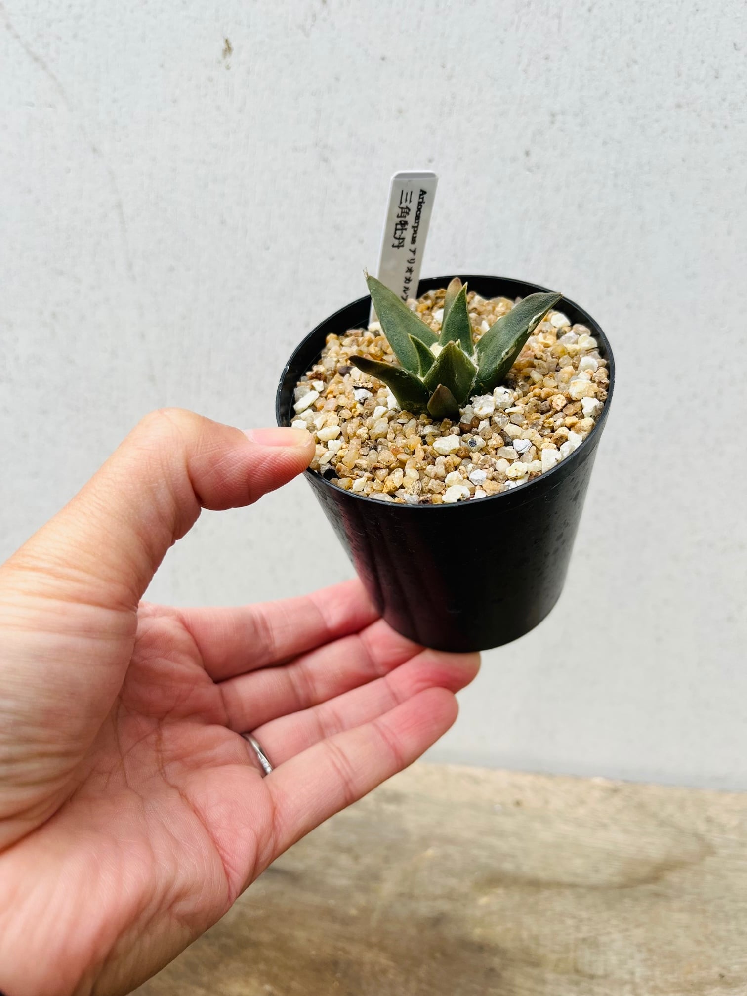 Ariocarpus trigonus アリオカルプス 三角牡丹 サボテン Ariocarpus trigonus アリオカルプス 三角牡丹 サボテン