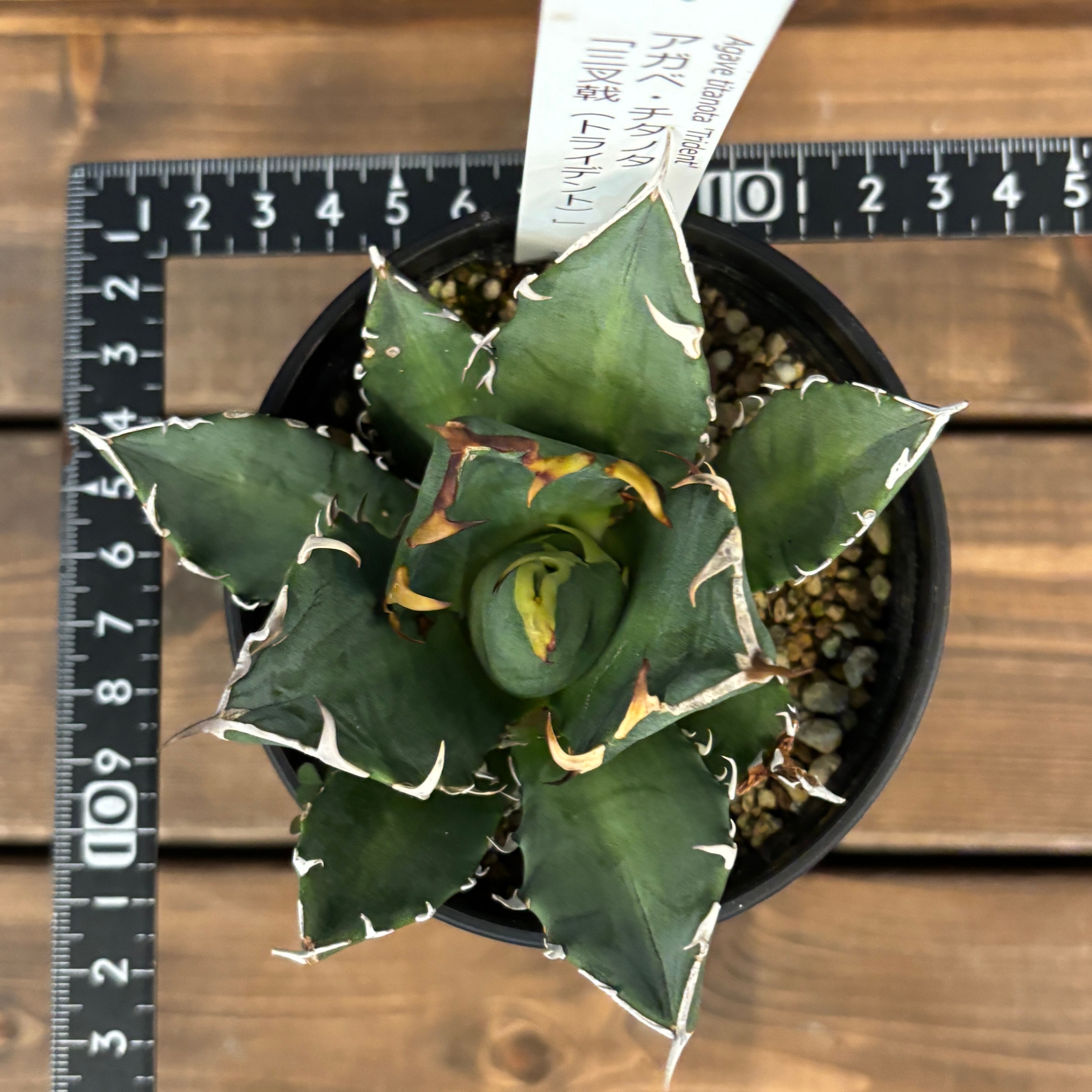 アガベ トライデント　三叉戟 アガベ 三叉戟(トライデント)