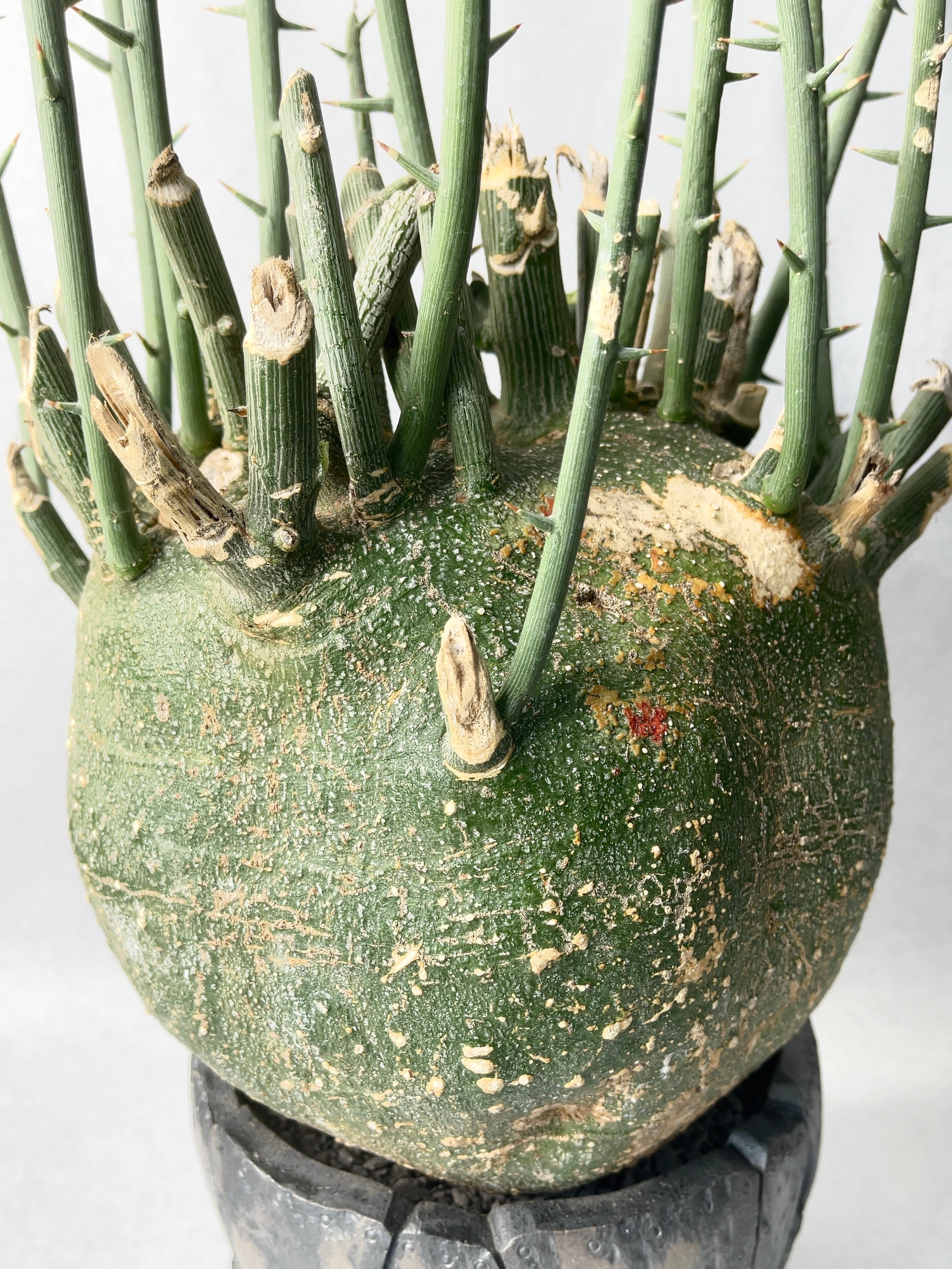 アデニア・プセウドグロボーサ | trigger