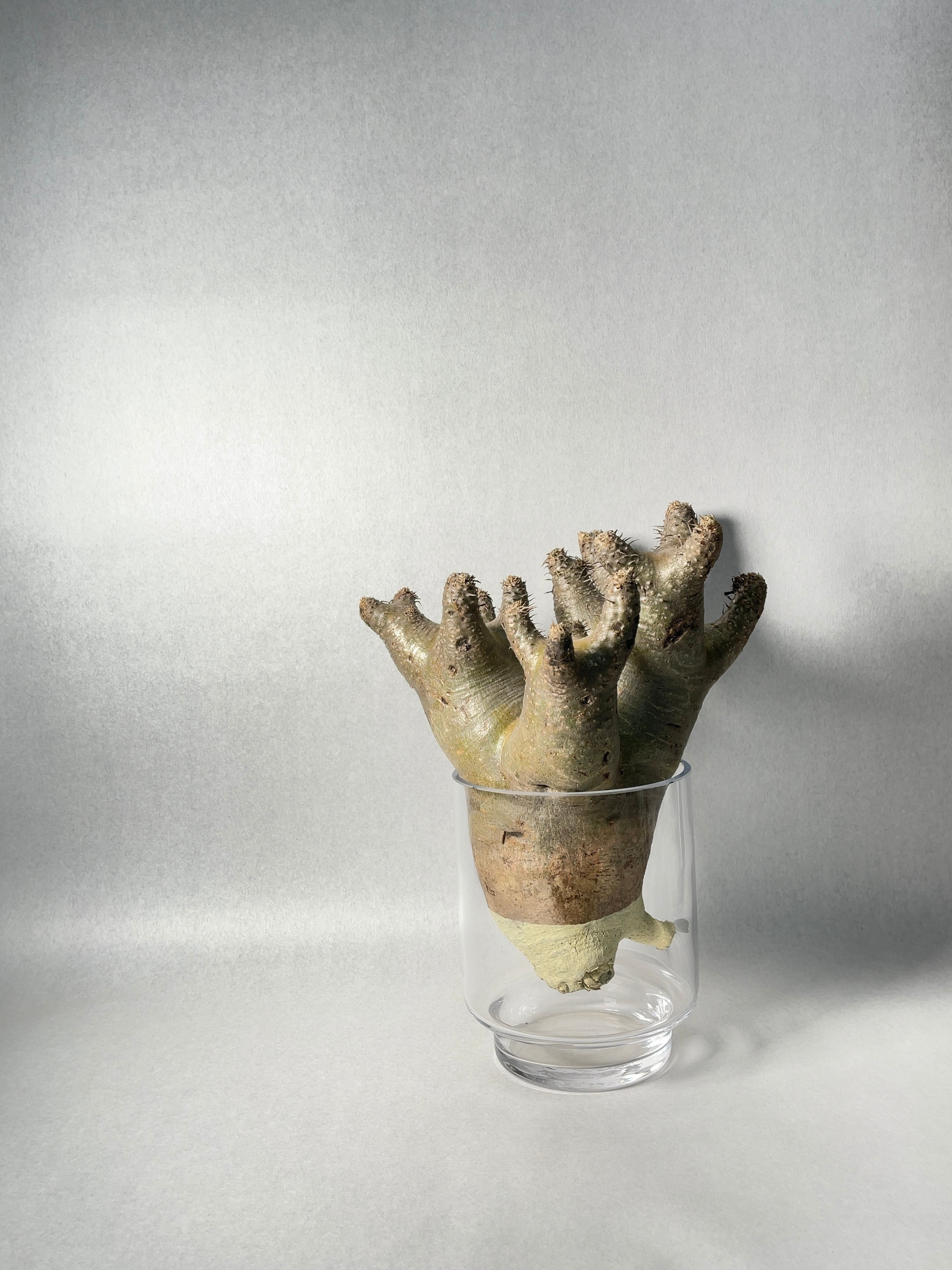 アエオニウム・黒法師錦 | trigger