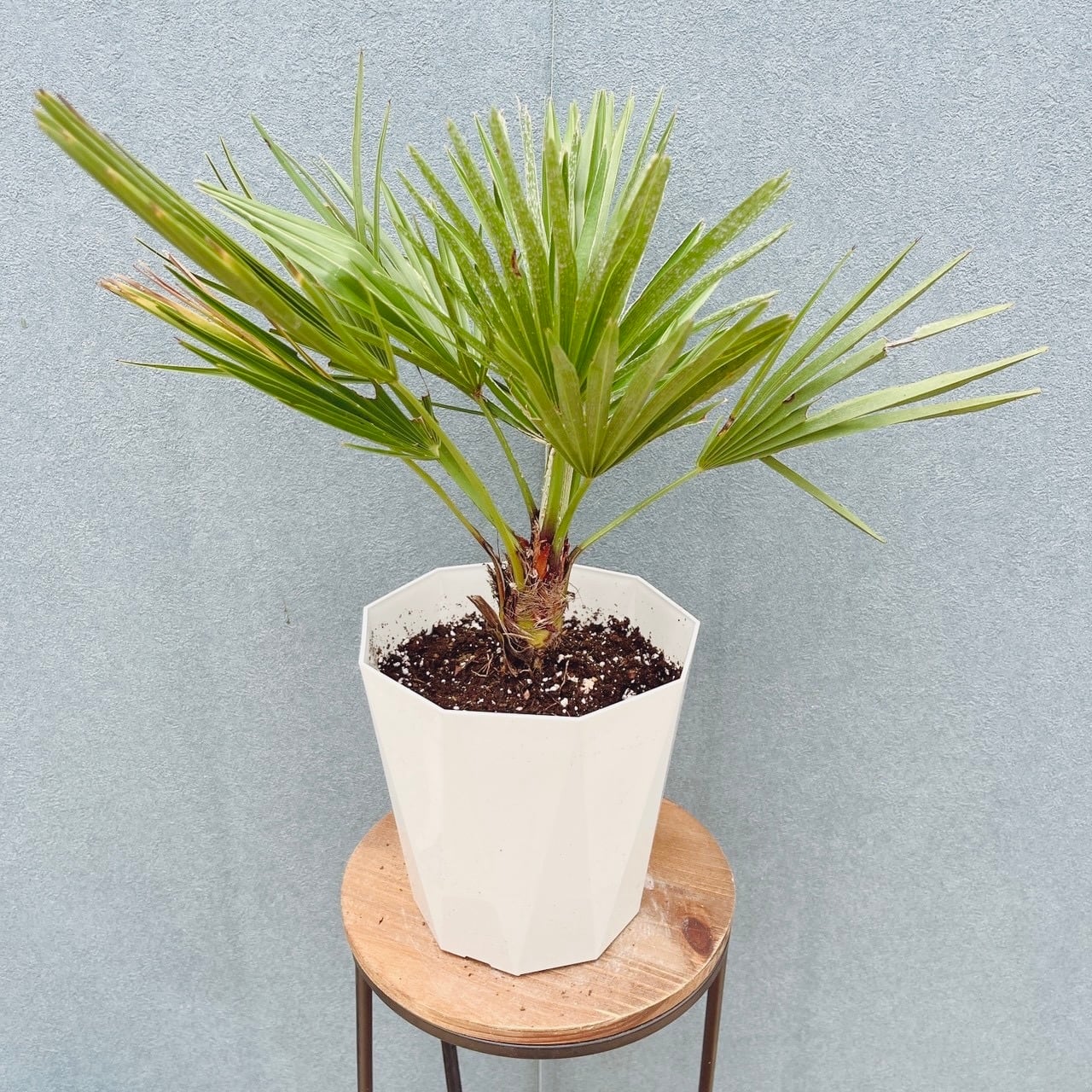 現品］1番 創樹 オリーブ ミッション 7号 観葉植物 ベランダ SOUJU