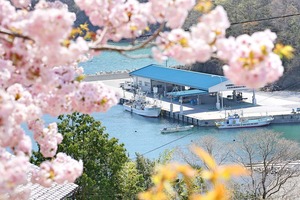 恋し浜ホタテ　５枚