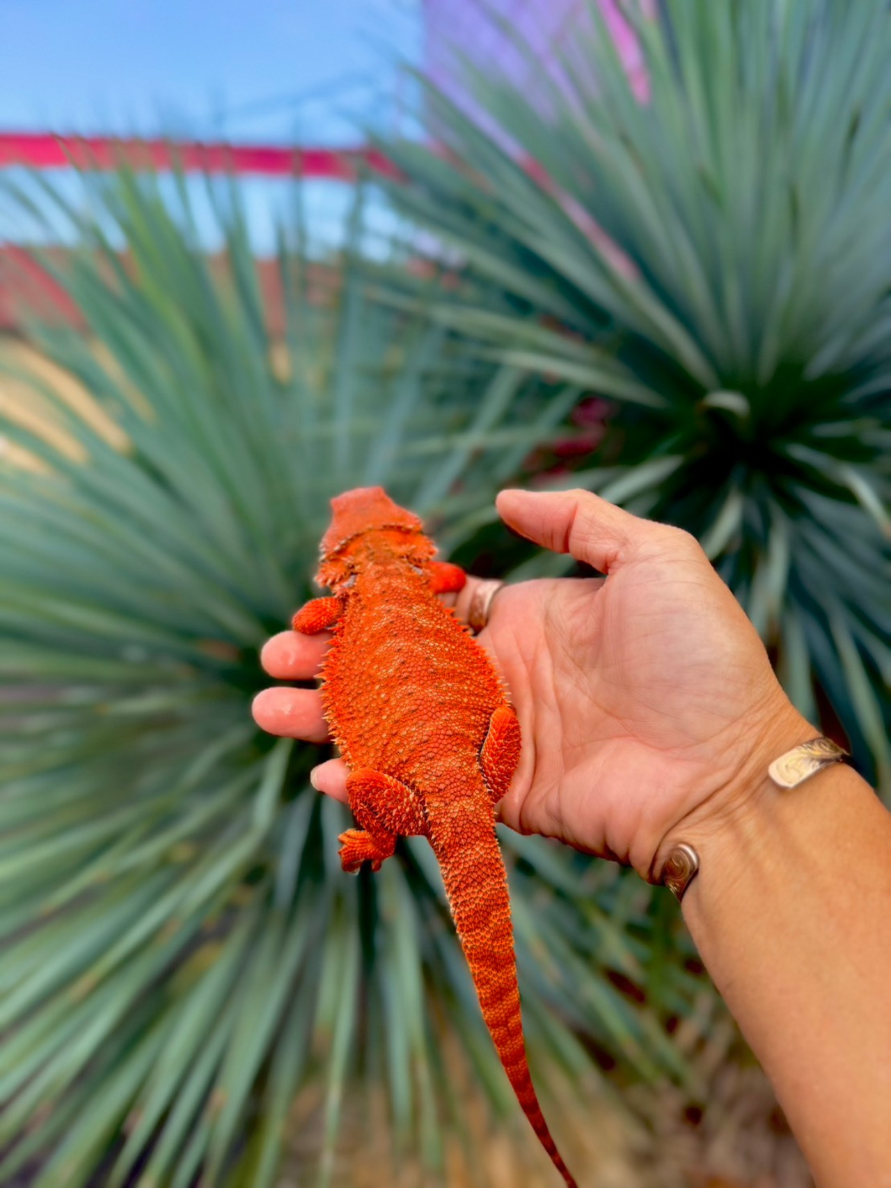 フトアゴヒゲトカゲ・レッドモンスター・ダークレッド♂（国内CB） - 2