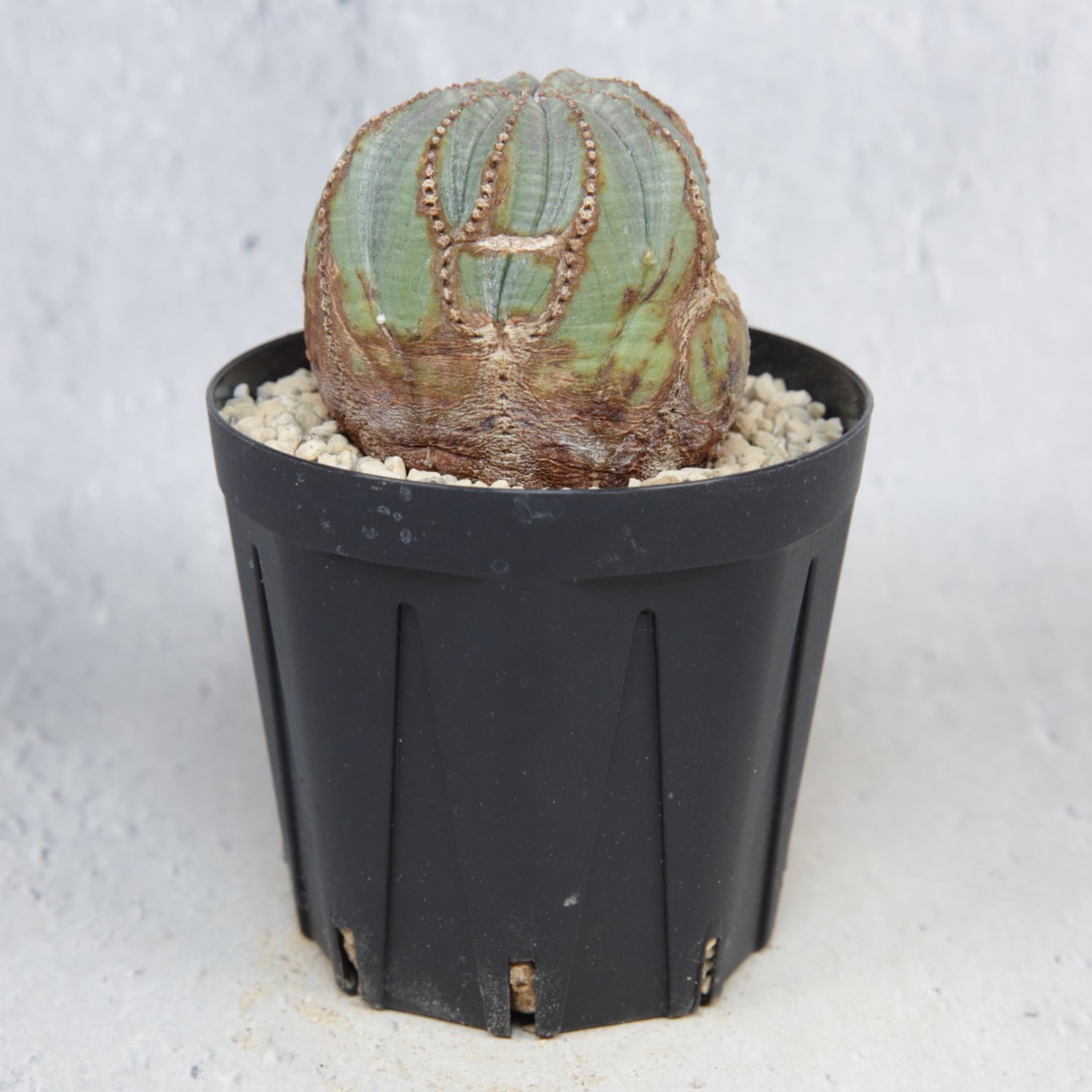 捻じれ モンスト オベサ / 木質化 ユーフォルビア | LIGHTHOUSE.PLANTS