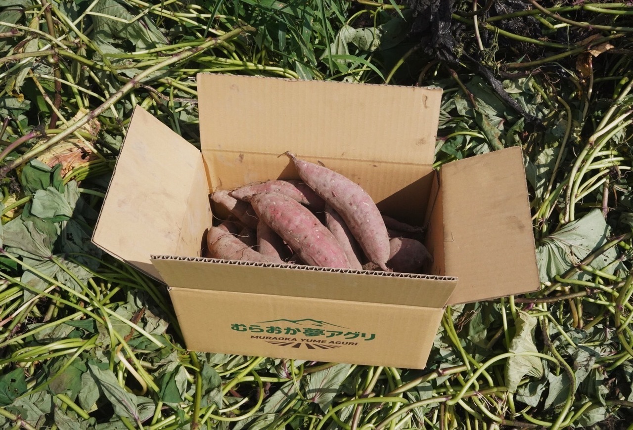 【人気NO.1】紅はるか 5kg