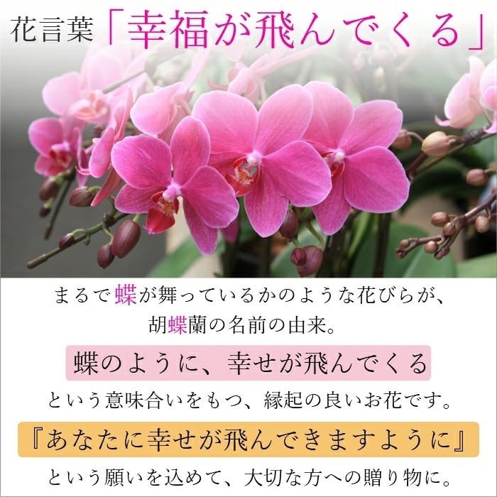 シェア オーキッド 7号5F ( 5人分 ) ラッピング済 ミディ 胡蝶蘭 プレゼント ギフト 贈り物 シェアオーキッド 7号 5F ミディ胡蝶蘭 ( 5人分 ) | Tokyo small gift