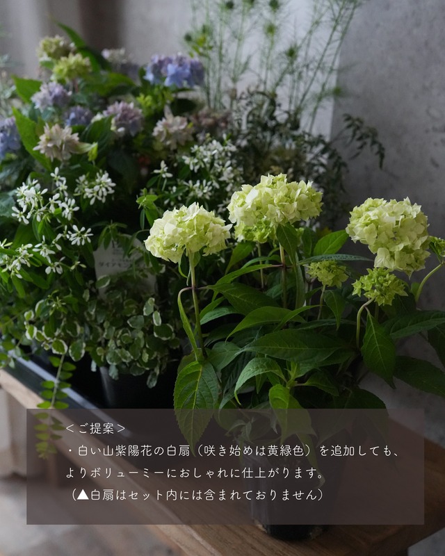 【花苗セット】山紫陽花 マルルー5号がメインのシンプルな花苗セット